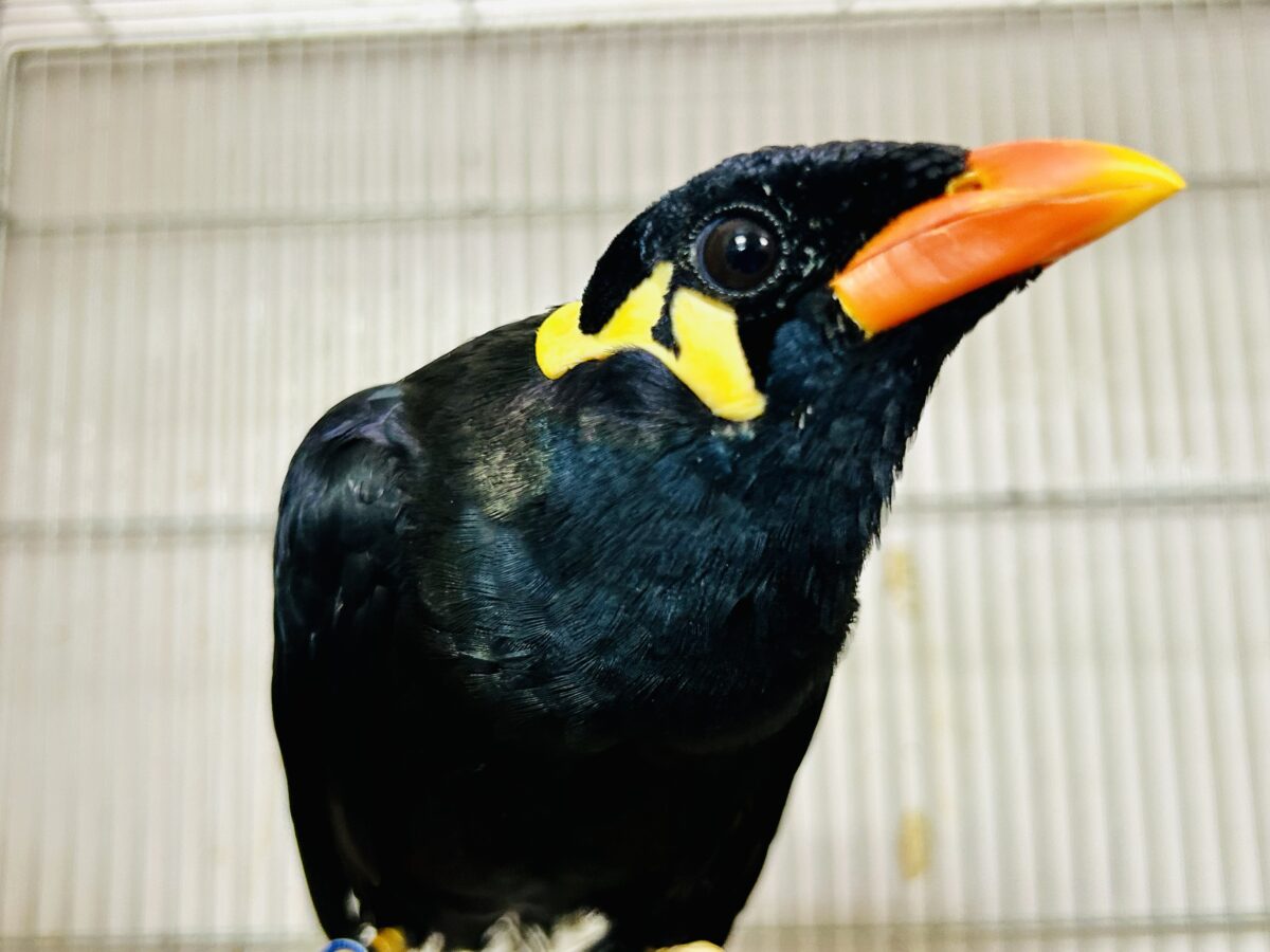 【最新画像更新☆☆】漆黒の翼持つおしゃべり怪獣になるかも?? 九官鳥 九官鳥(キュウカンチョウ)