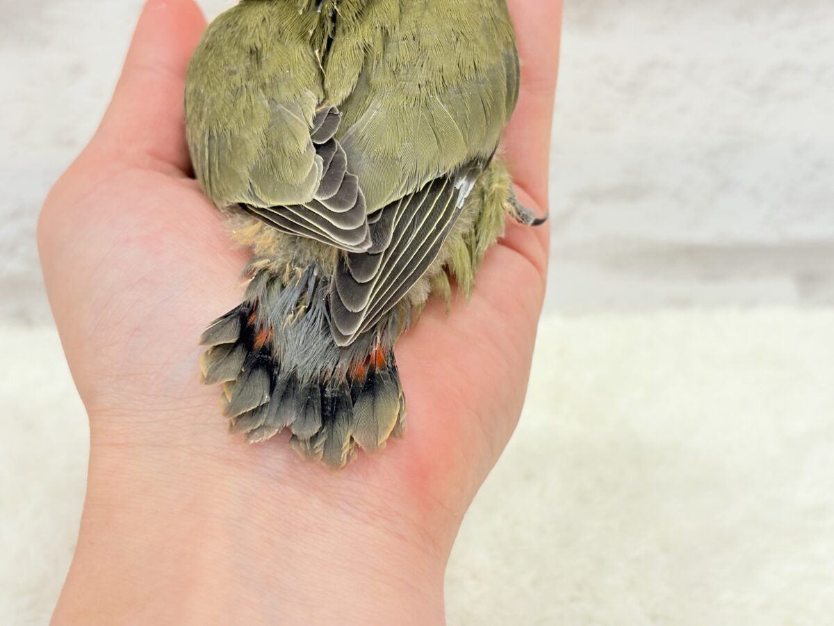 コザクラインコ（小桜インコ）