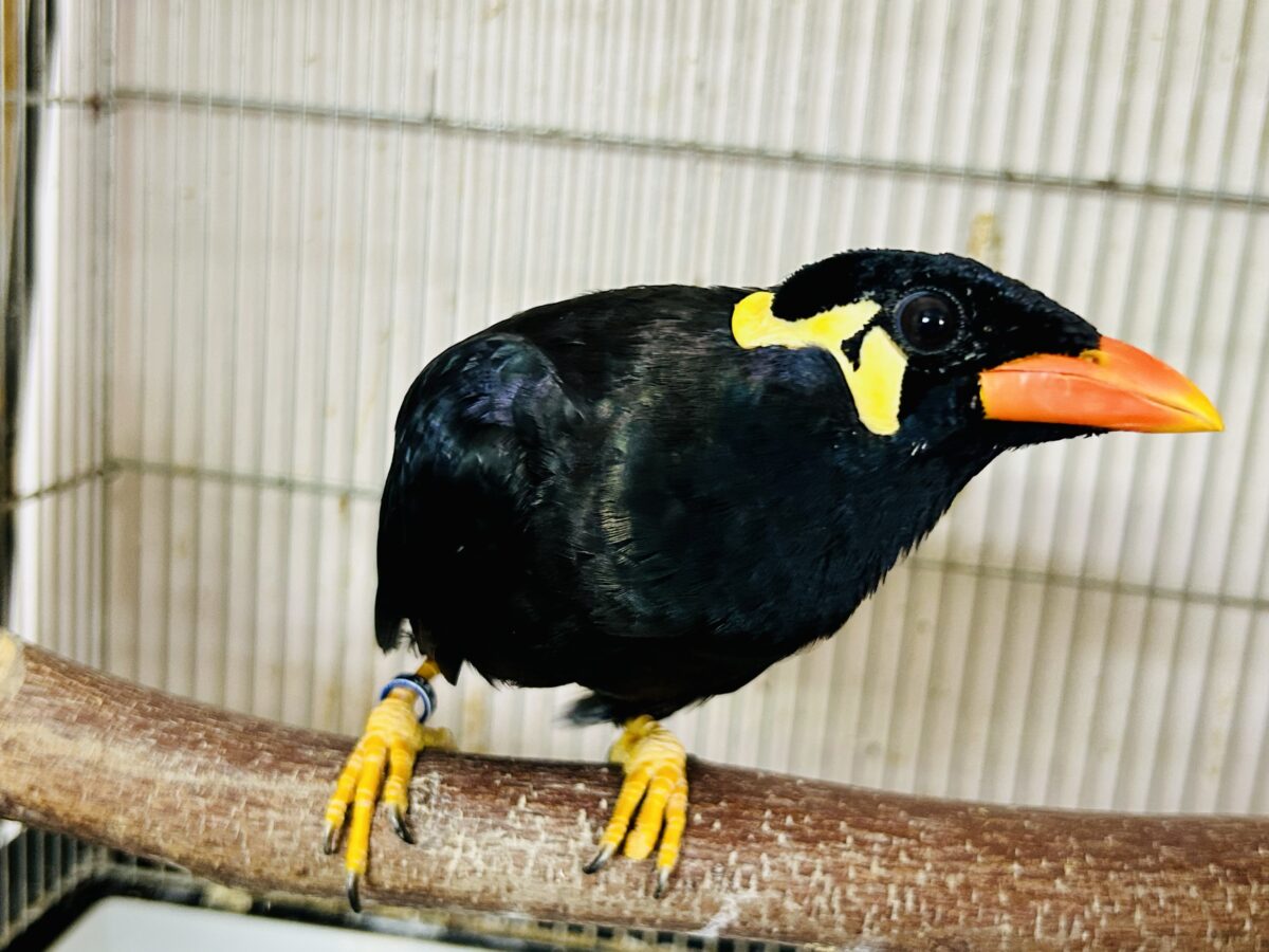 【最新画像更新☆☆】漆黒の翼持つおしゃべり怪獣になるかも?? 九官鳥 九官鳥(キュウカンチョウ)