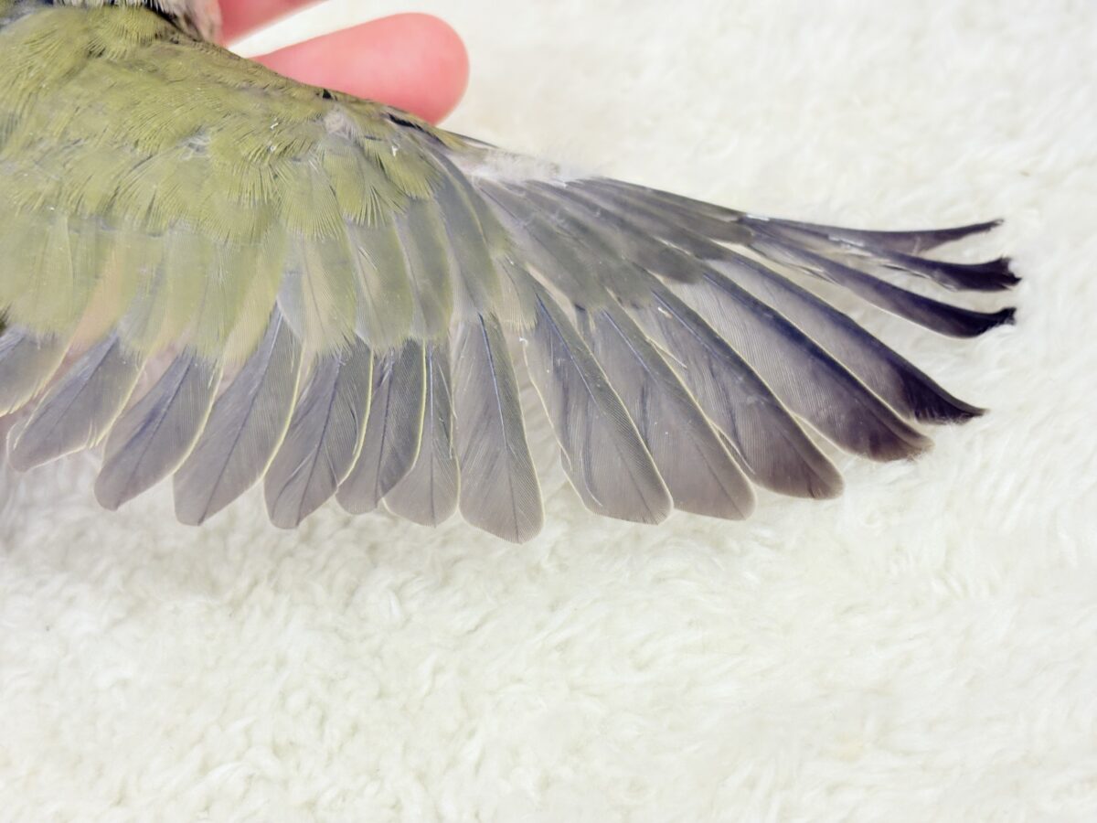 【最新画像更新🪄】わた毛たっぷりベビベビコザたん🐣💚コザクラインコ(オリーブ) ヒナ コザクラインコ(小桜インコ)