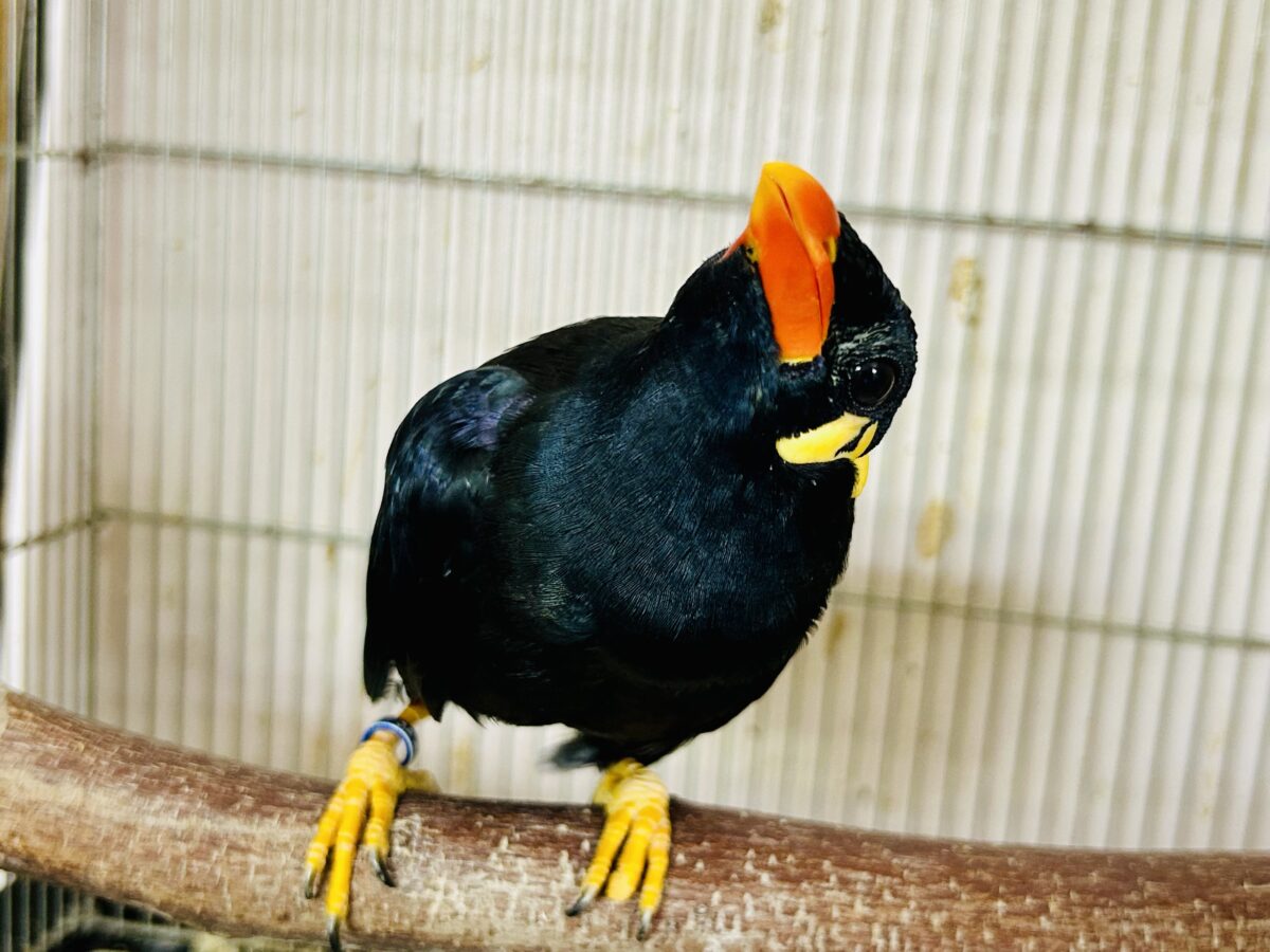 【最新画像更新☆☆】漆黒の翼持つおしゃべり怪獣になるかも?? 九官鳥 九官鳥(キュウカンチョウ)