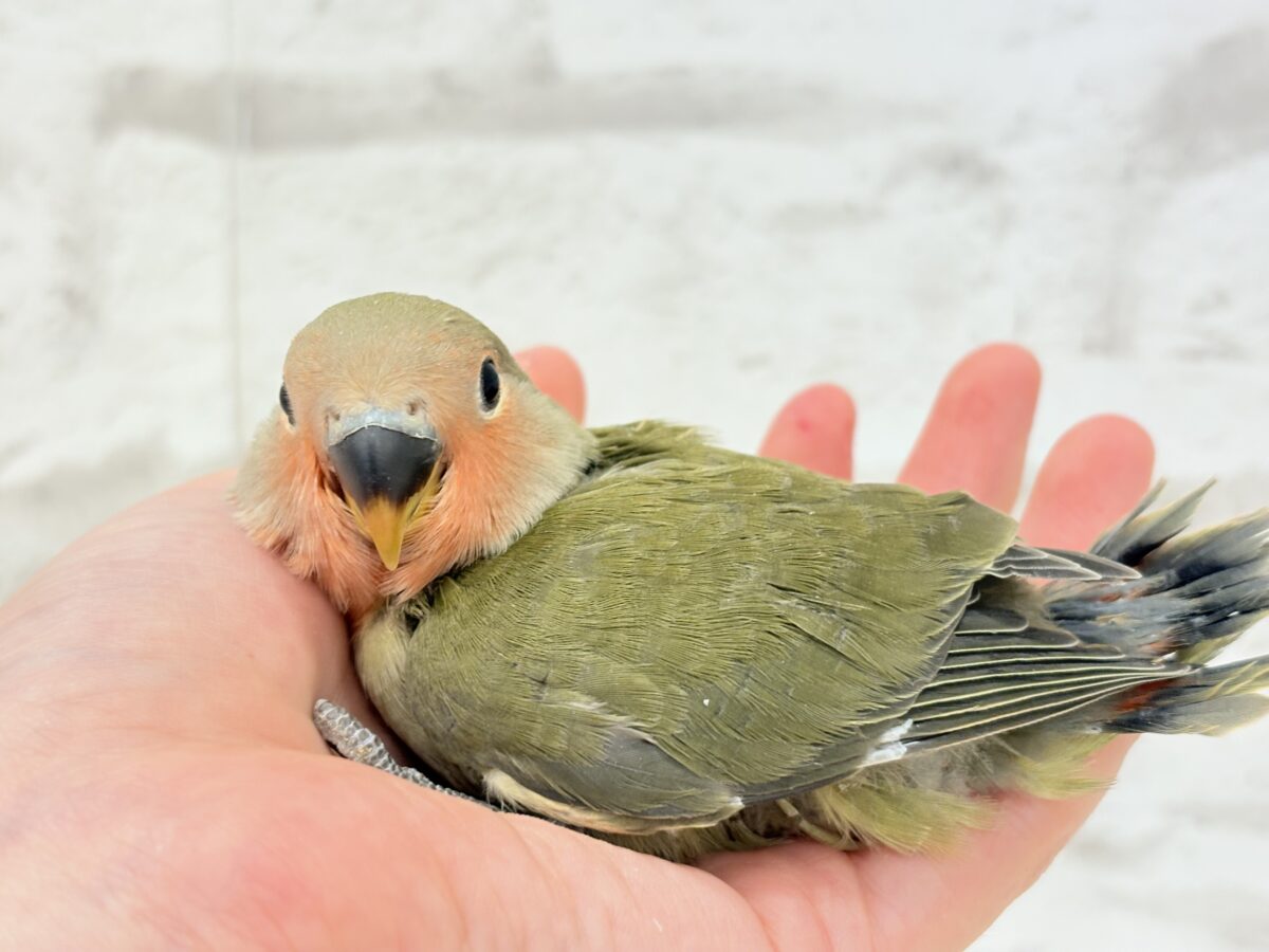 【最新画像更新🪄】わた毛たっぷりベビベビコザたん🐣💚コザクラインコ(オリーブ) ヒナ コザクラインコ(小桜インコ)
