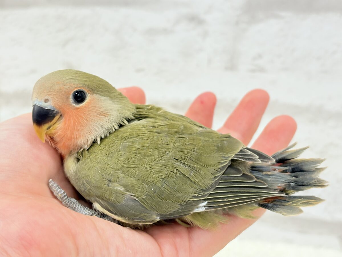 コザクラインコ（小桜インコ）