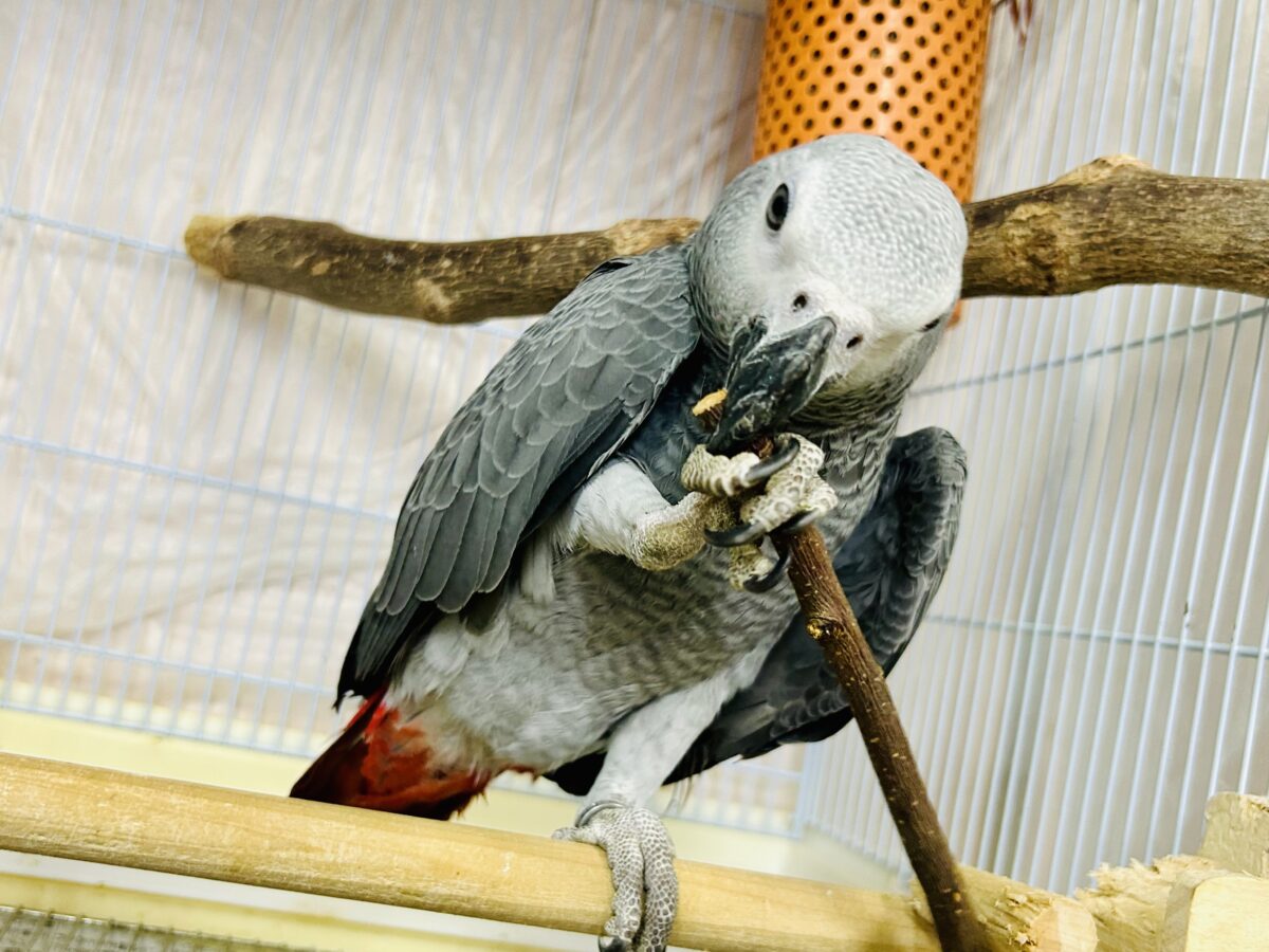 【最新画像更新☆☆】ちょっと甘え方がわからないんですけど~どうしましょ?? ヨウム ヨウム