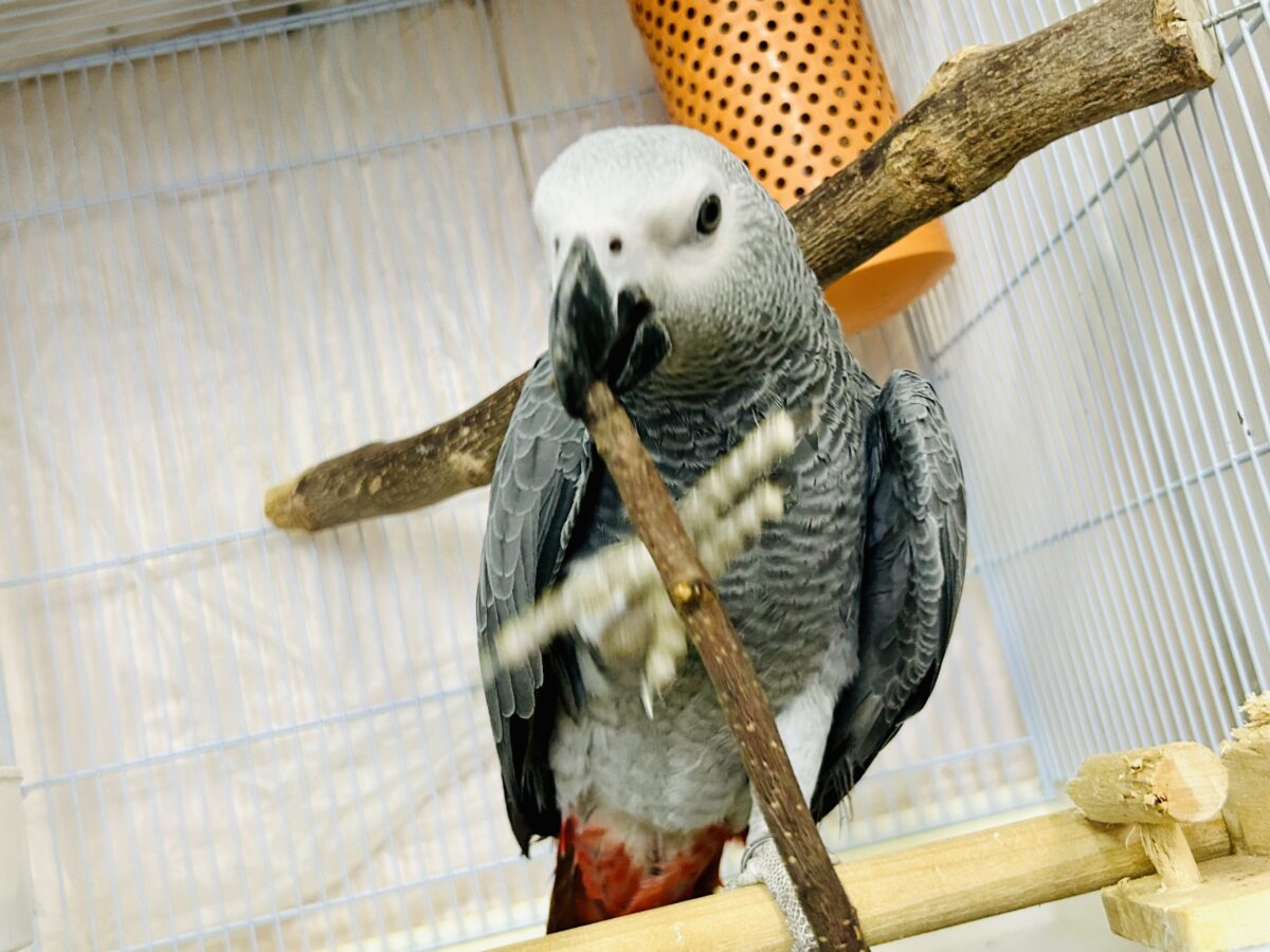 【最新画像更新☆☆】ちょっと甘え方がわからないんですけど~どうしましょ?? ヨウム ヨウム