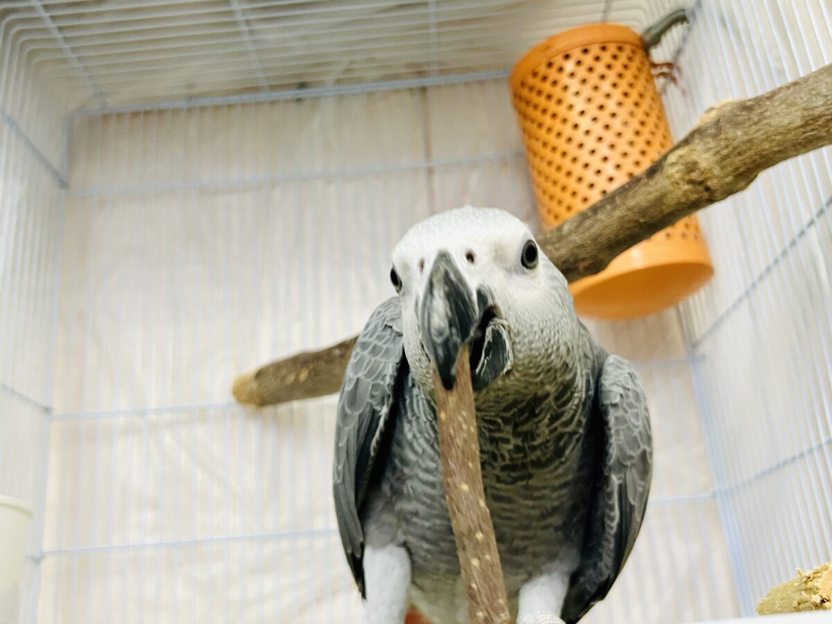 【最新画像更新☆☆】ちょっと甘え方がわからないんですけど~どうしましょ?? ヨウム ヨウム