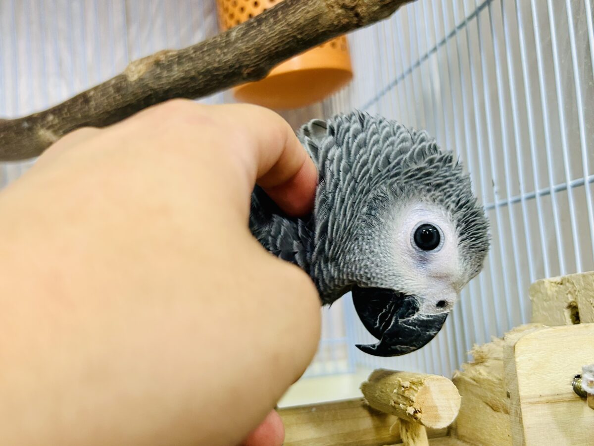 【最新画像更新☆☆】ちょっと甘え方がわからないんですけど~どうしましょ?? ヨウム ヨウム