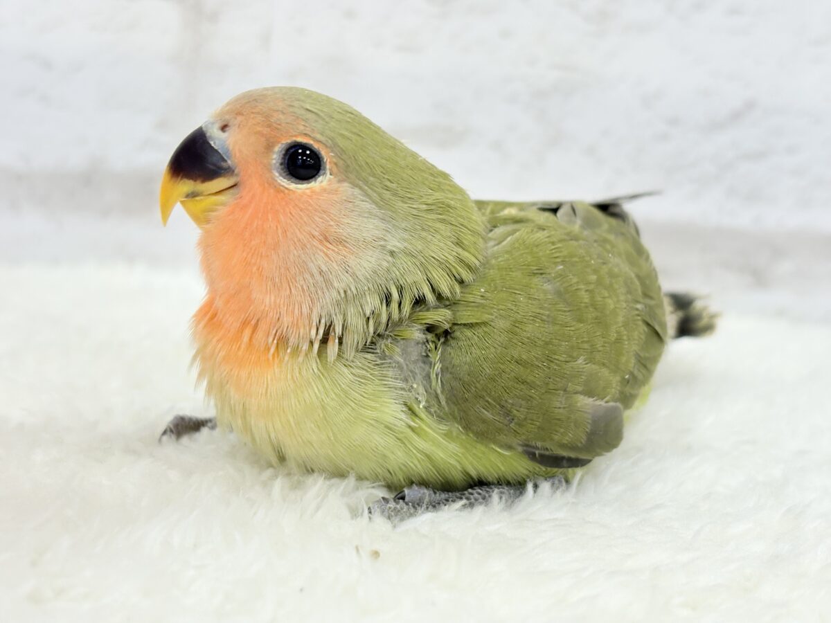 【最新画像更新🪄】わた毛たっぷりベビベビコザたん🐣💚コザクラインコ(オリーブ) ヒナ コザクラインコ(小桜インコ)