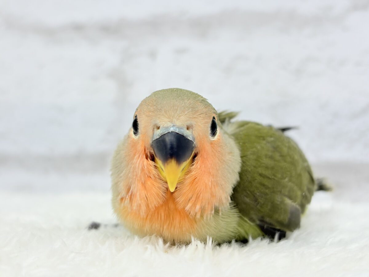 【最新画像更新🪄】わた毛たっぷりベビベビコザたん🐣💚コザクラインコ(オリーブ) ヒナ コザクラインコ(小桜インコ)