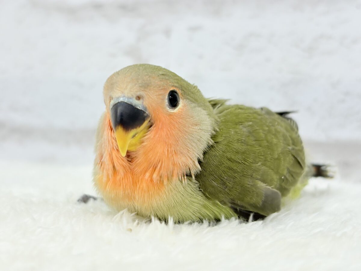 コザクラインコ（小桜インコ）