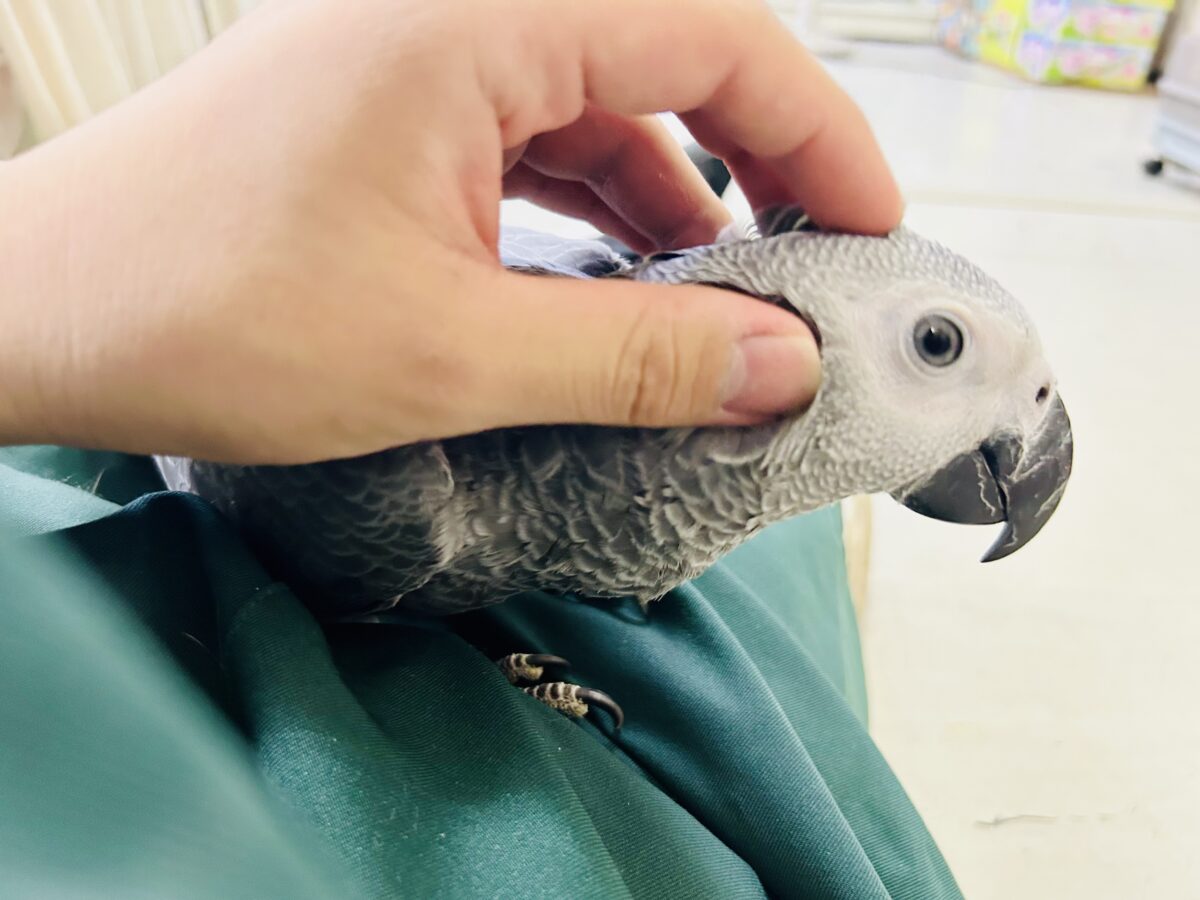 【最新画像更新☆☆】ちょっと甘え方がわからないんですけど~どうしましょ?? ヨウム ヨウム
