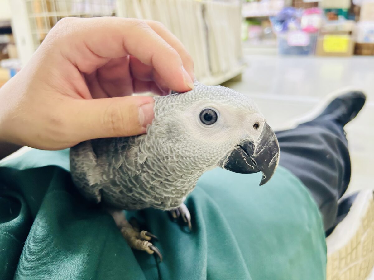 【最新画像更新☆☆】ちょっと甘え方がわからないんですけど~どうしましょ?? ヨウム ヨウム