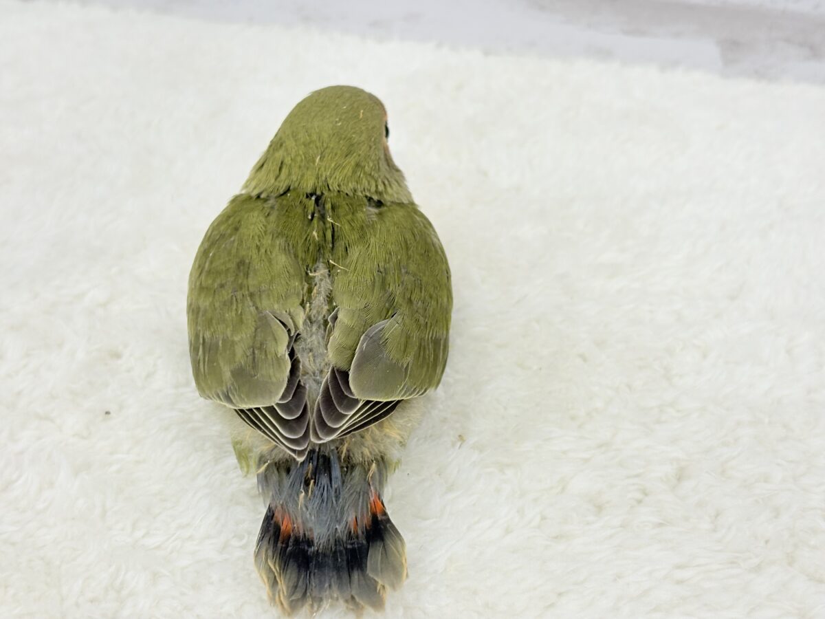 コザクラインコ（小桜インコ）
