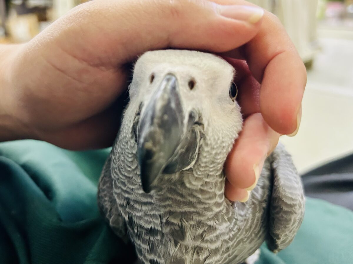 【最新画像更新☆☆】ちょっと甘え方がわからないんですけど~どうしましょ?? ヨウム ヨウム