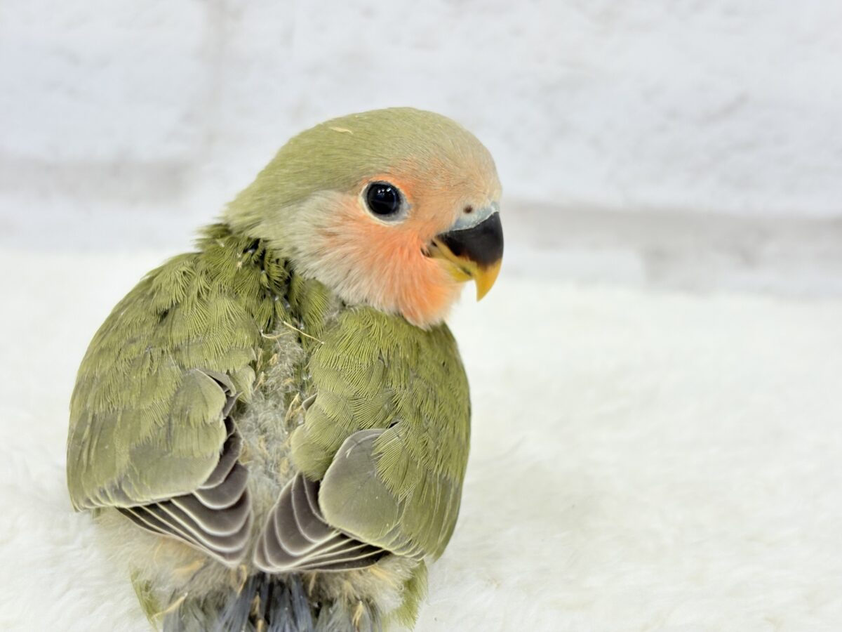 コザクラインコ（小桜インコ）