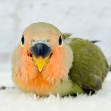 【最新画像更新🪄】わた毛たっぷりベビベビコザたん🐣💚コザクラインコ(オリーブ) ヒナ