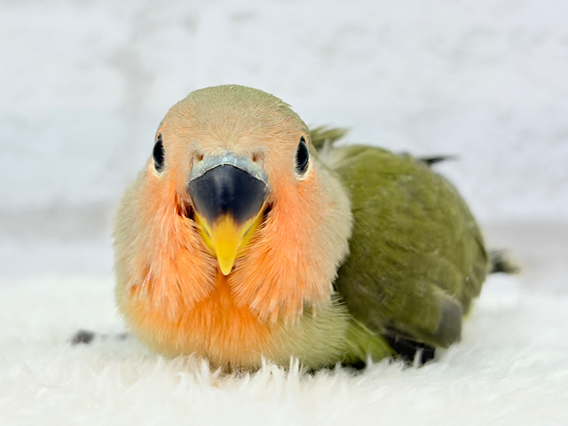 【最新画像更新🪄】わた毛たっぷりベビベビコザたん🐣💚コザクラインコ(オリーブ) ヒナ