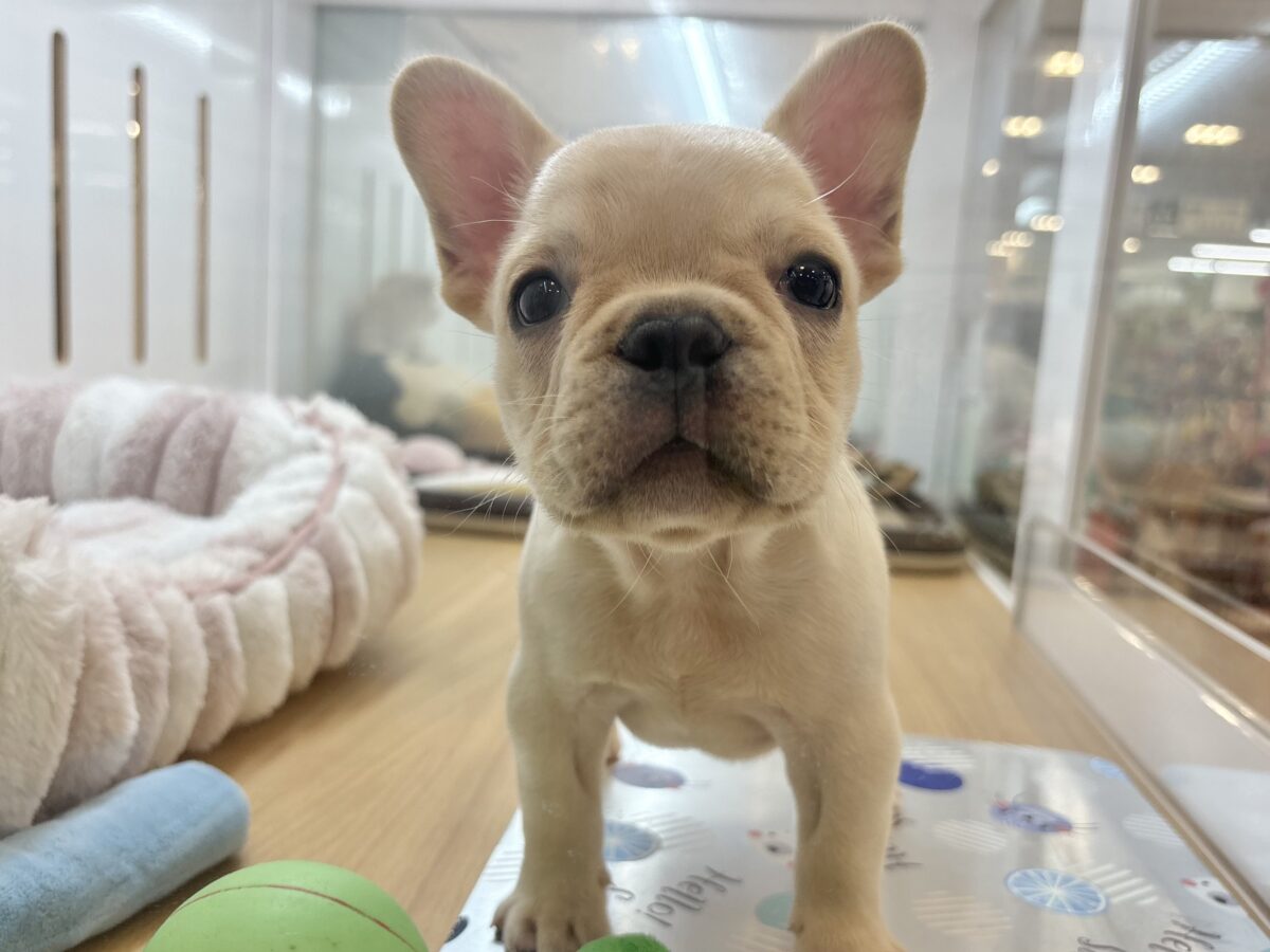フレンチブルドッグ