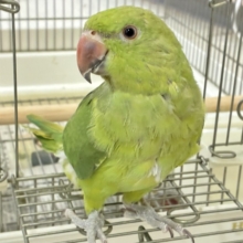 【最新画像更新☆☆】甘えん坊さんがお引越ししてきました～　ワカケホンセイインコ