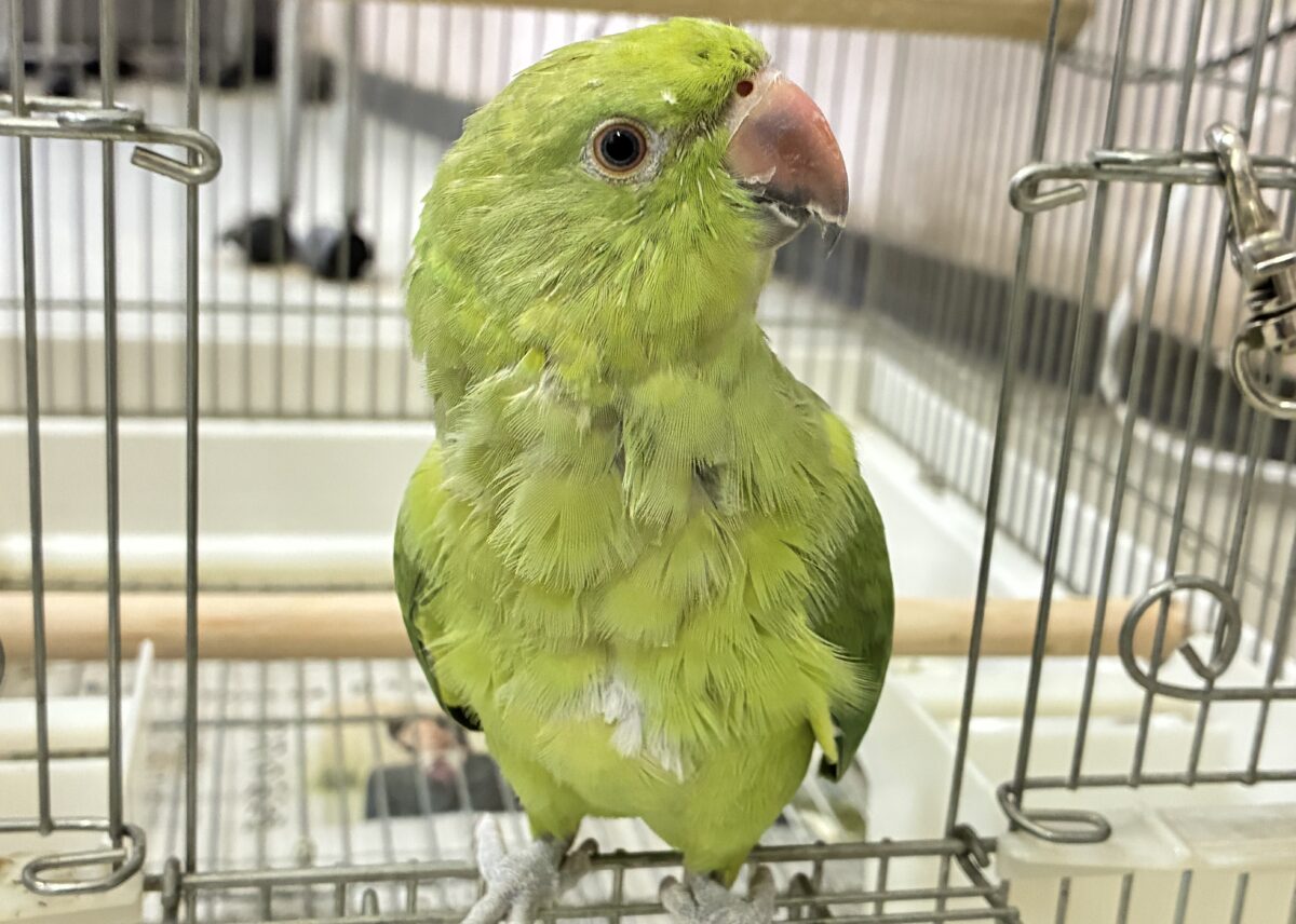 ワカケホンセイインコ（月の輪インコ）