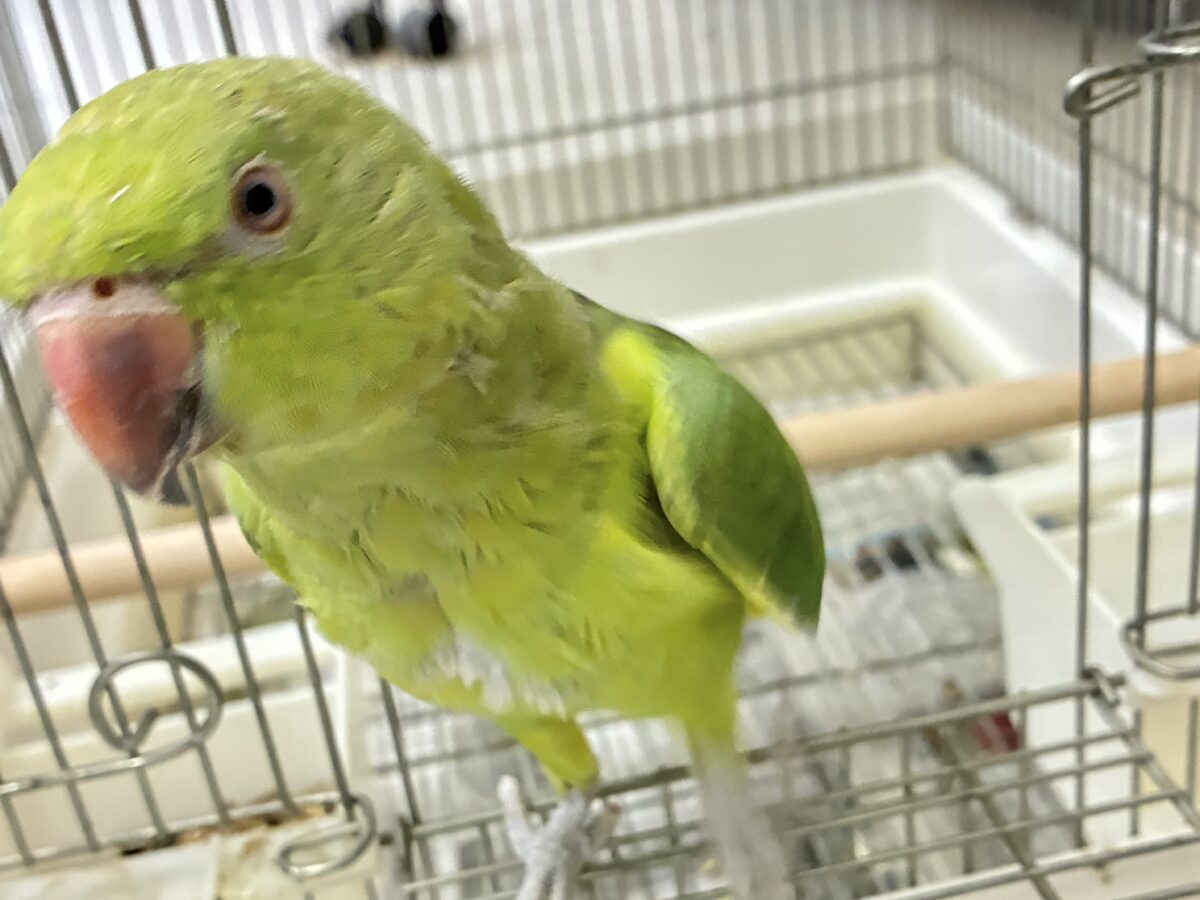 ワカケホンセイインコ（月の輪インコ）