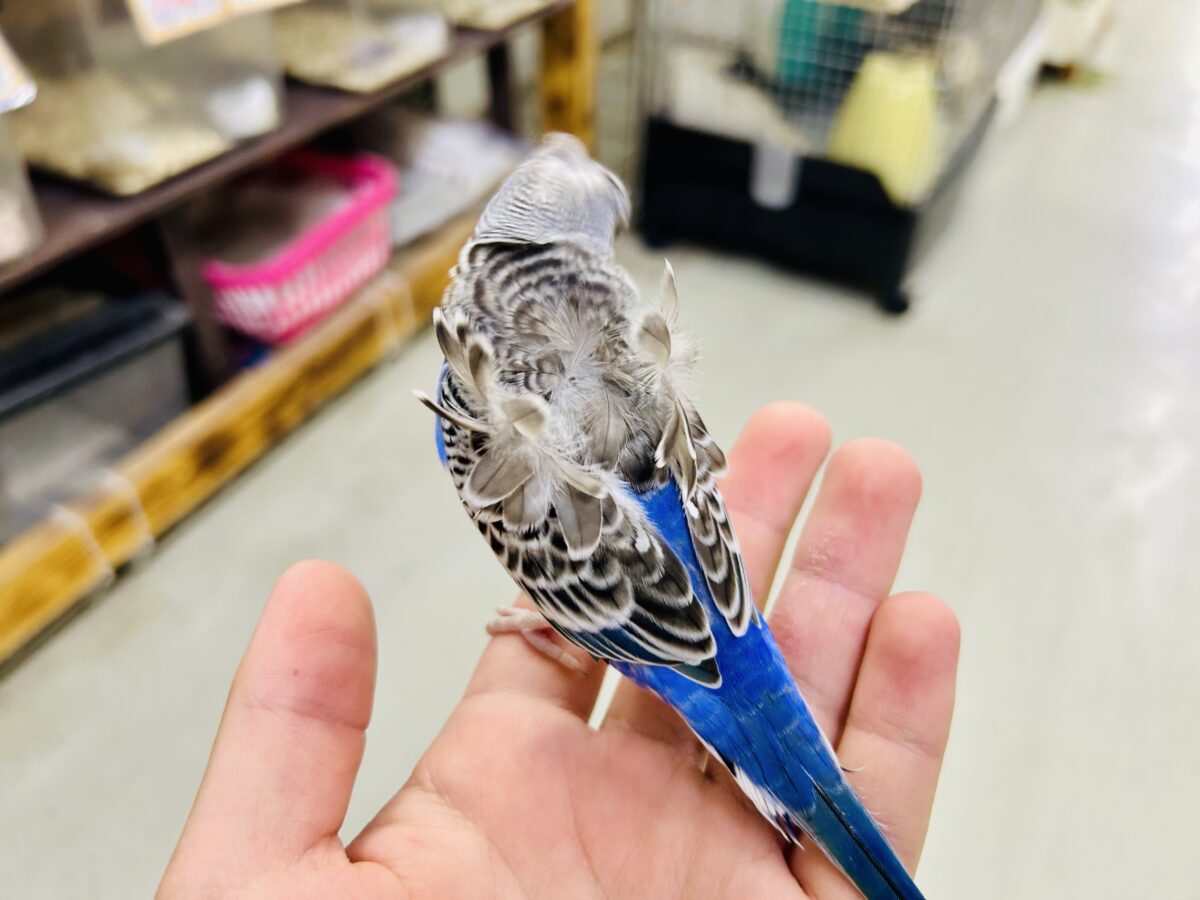 ✨最新画像更新✨シマ・クル・フワ〜の3️⃣点盛り‼️お待ちっ🙌🏻✨羽衣セキセイインコ(ノーマル/2026年6月生まれ) 羽衣セキセイインコ