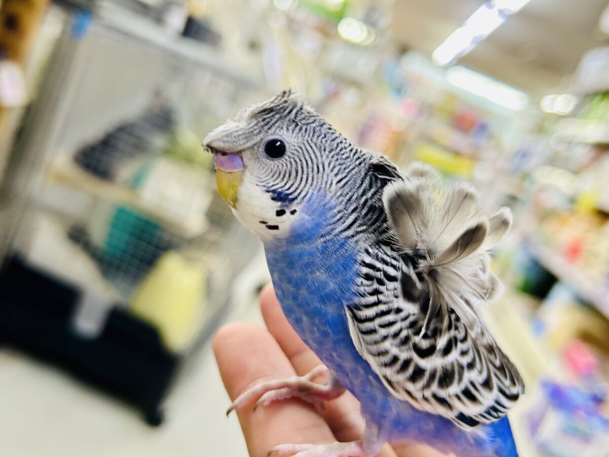✨最新画像更新✨シマ・クル・フワ〜の3️⃣点盛り‼️お待ちっ🙌🏻✨羽衣セキセイインコ(ノーマル/2026年6月生まれ) 羽衣セキセイインコ