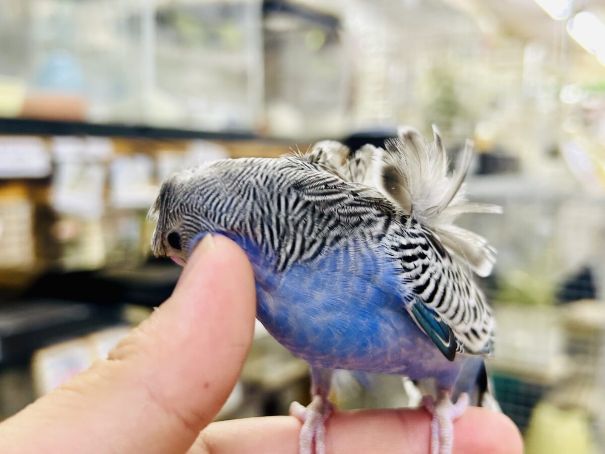 ✨最新画像更新✨シマ・クル・フワ〜の3️⃣点盛り‼️お待ちっ🙌🏻✨羽衣セキセイインコ(ノーマル/2026年6月生まれ) 羽衣セキセイインコ