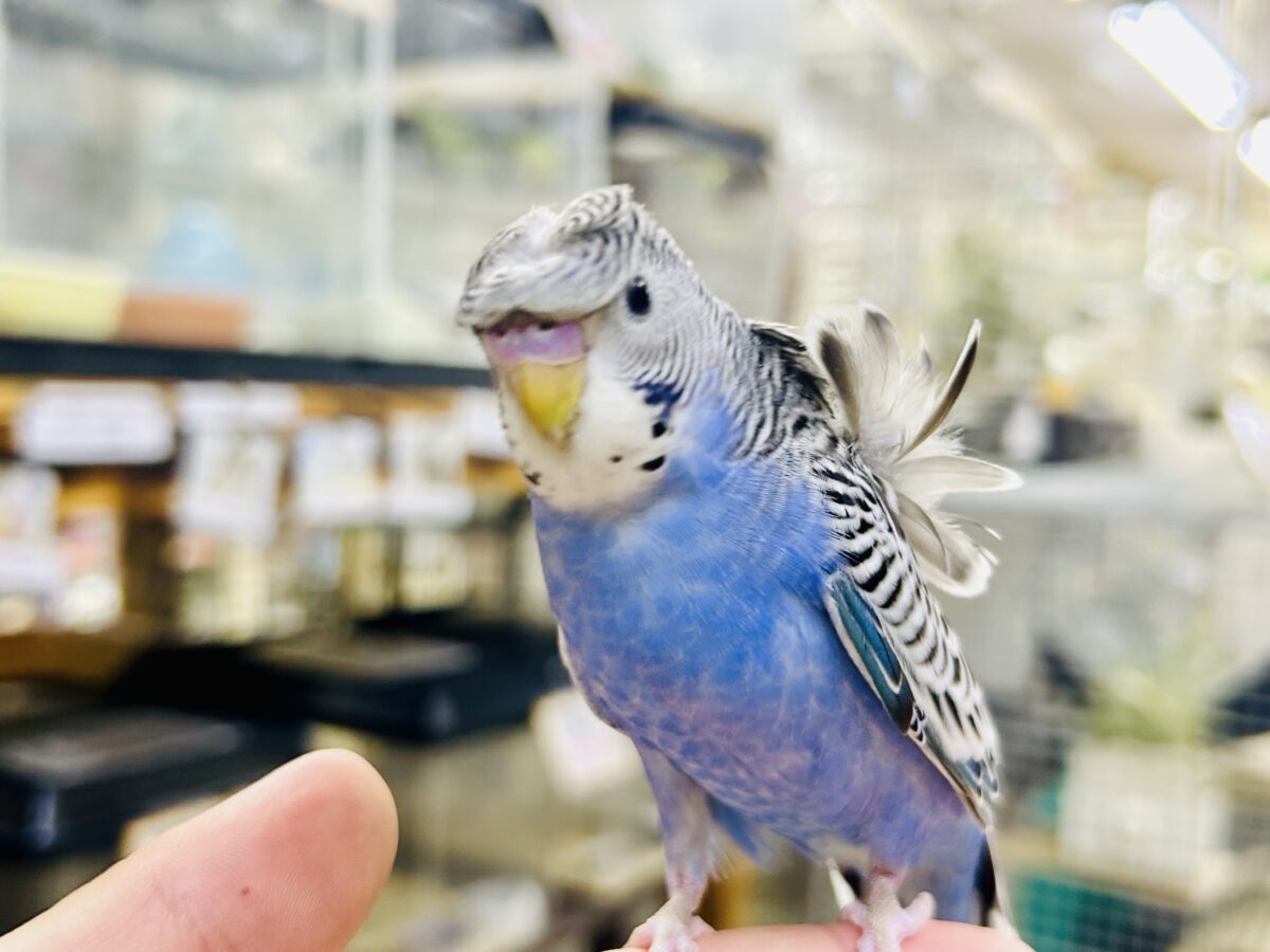 ✨最新画像更新✨シマ・クル・フワ〜の3️⃣点盛り‼️お待ちっ🙌🏻✨羽衣セキセイインコ(ノーマル/2026年6月生まれ) 羽衣セキセイインコ