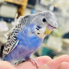✨最新画像更新✨シマ･クル･フワ〜の3️⃣点盛り‼️お待ちっ🙌🏻✨羽衣セキセイインコ(ノーマル/2026年6月生まれ)