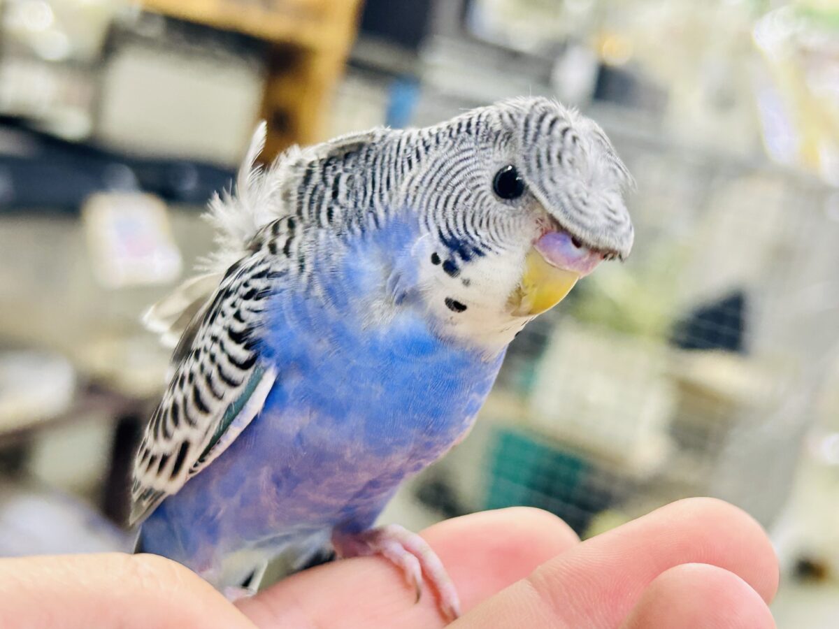 ✨最新画像更新✨シマ・クル・フワ〜の3️⃣点盛り‼️お待ちっ🙌🏻✨羽衣セキセイインコ(ノーマル/2026年6月生まれ) 羽衣セキセイインコ