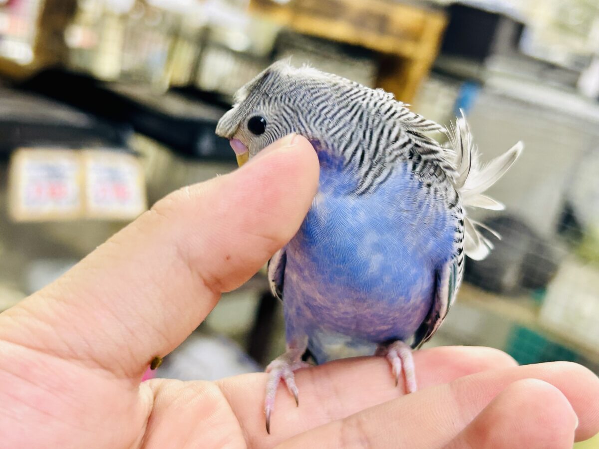 ✨最新画像更新✨シマ・クル・フワ〜の3️⃣点盛り‼️お待ちっ🙌🏻✨羽衣セキセイインコ(ノーマル/2026年6月生まれ) 羽衣セキセイインコ