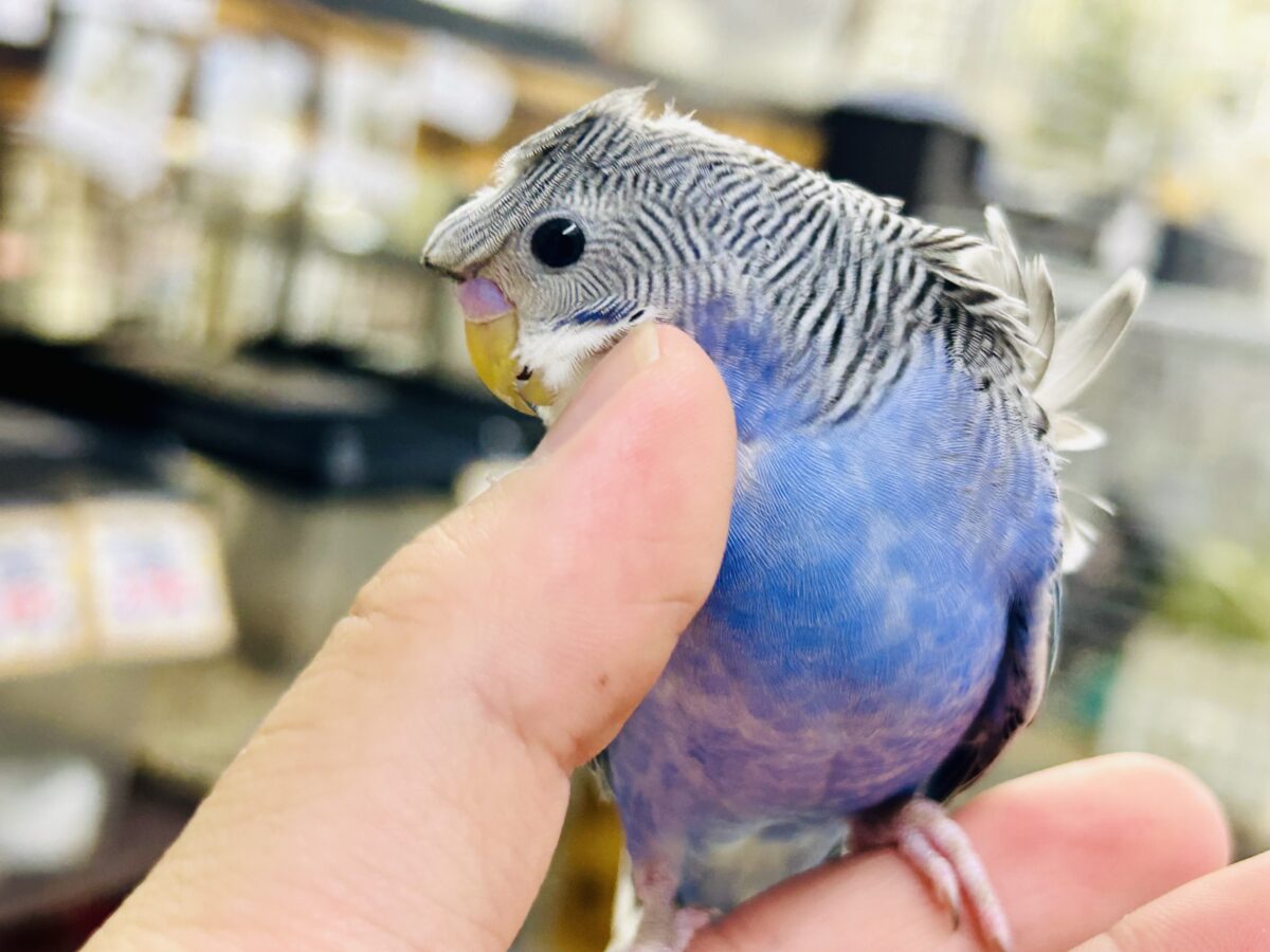 ✨最新画像更新✨シマ・クル・フワ〜の3️⃣点盛り‼️お待ちっ🙌🏻✨羽衣セキセイインコ(ノーマル/2026年6月生まれ) 羽衣セキセイインコ