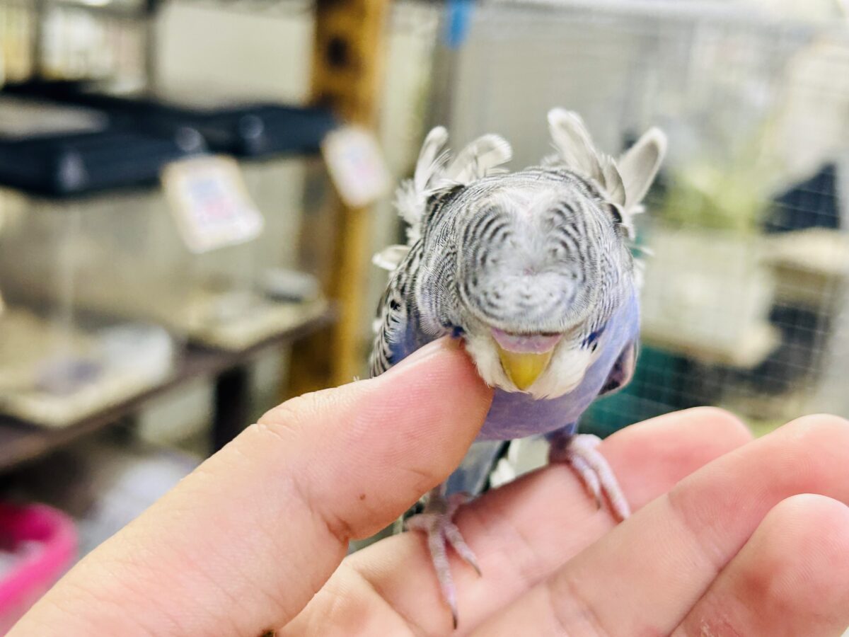 ✨最新画像更新✨シマ・クル・フワ〜の3️⃣点盛り‼️お待ちっ🙌🏻✨羽衣セキセイインコ(ノーマル/2026年6月生まれ) 羽衣セキセイインコ