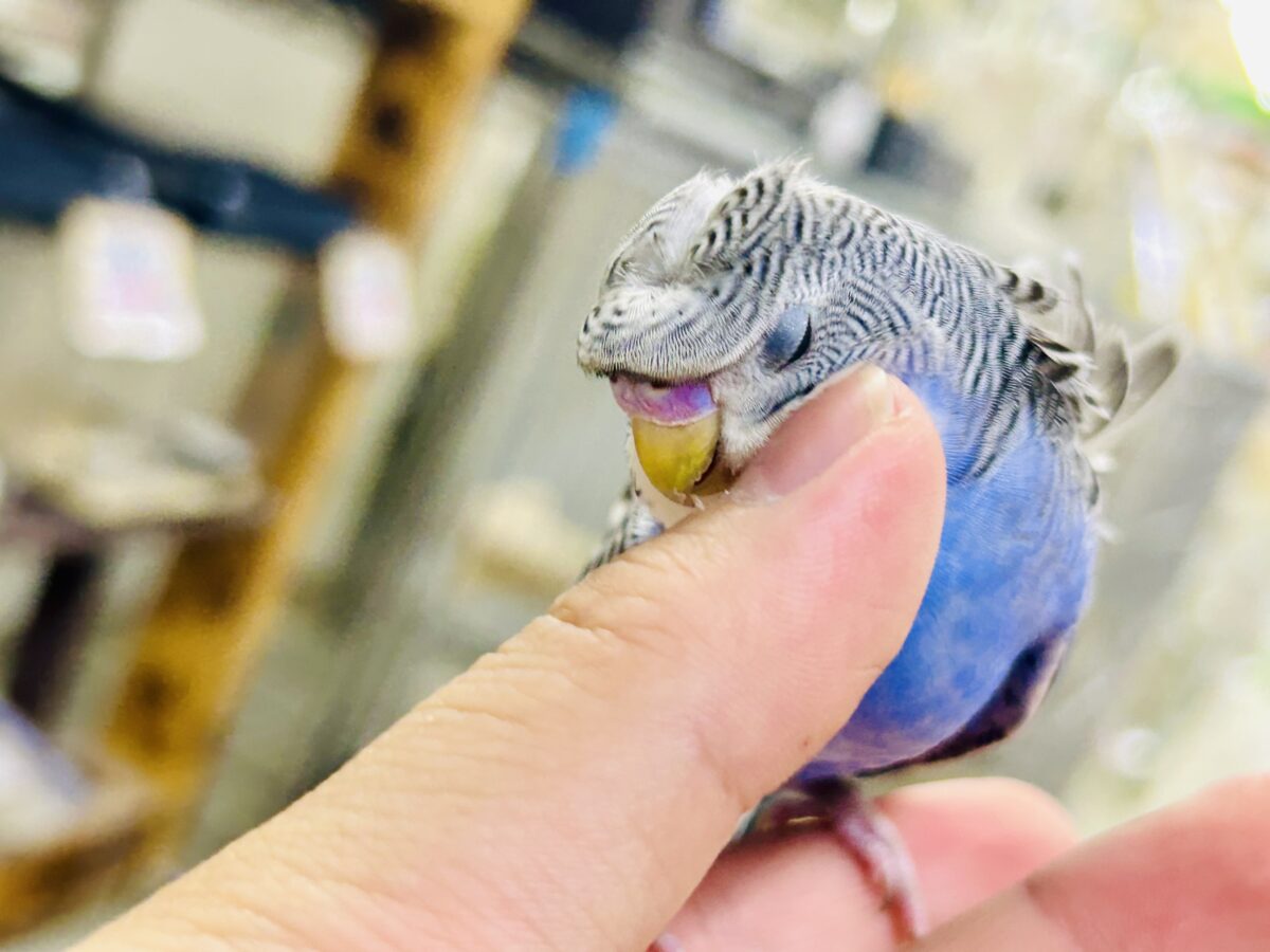 ✨最新画像更新✨シマ・クル・フワ〜の3️⃣点盛り‼️お待ちっ🙌🏻✨羽衣セキセイインコ(ノーマル/2026年6月生まれ) 羽衣セキセイインコ