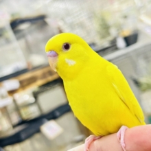 目移り錦糸?!‪❌黄身がスキ💛*॰ॱセキセイインコ(ルチノー/2026年7月生まれ)