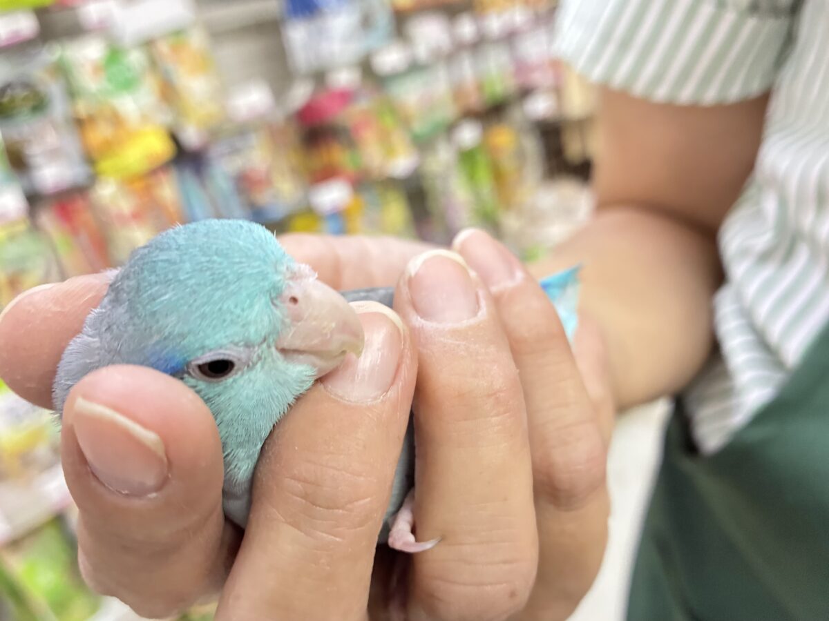 ✨最新画像✨パチパチシャイニー!👏🏻秋空サイダー🥤✧*マメルリハ(ブルー/2025年10月中旬~下旬生まれ) マメルリハ