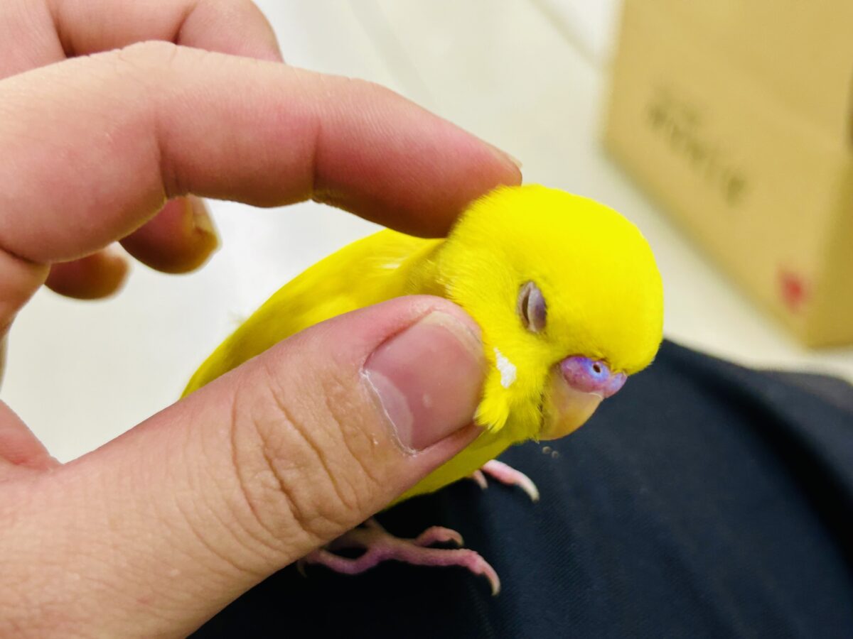 目移り錦糸?!❌黄身がスキ💛*॰ॱセキセイインコ(ルチノー/2026年7月生まれ) セキセイインコ