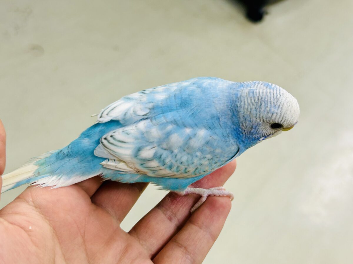 ✨️最新画像✨すかーい満点☀️決めるぜ𝐯𝐢𝐜𝐭𝐨𝐫𝐲❕セキセイインコ(ブルースパングル/2026年6月生まれ) セキセイインコ