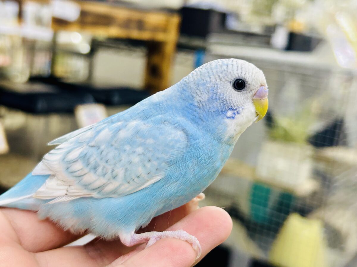 ✨️最新画像✨すかーい満点☀️決めるぜ𝐯𝐢𝐜𝐭𝐨𝐫𝐲❕セキセイインコ(ブルースパングル/2026年6月生まれ) セキセイインコ