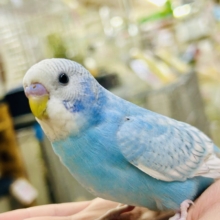 ✨️最新画像✨すかーい満点☀️決めるぜ𝐯𝐢𝐜𝐭𝐨𝐫𝐲❕セキセイインコ(ブルースパングル/2026年6月生まれ)