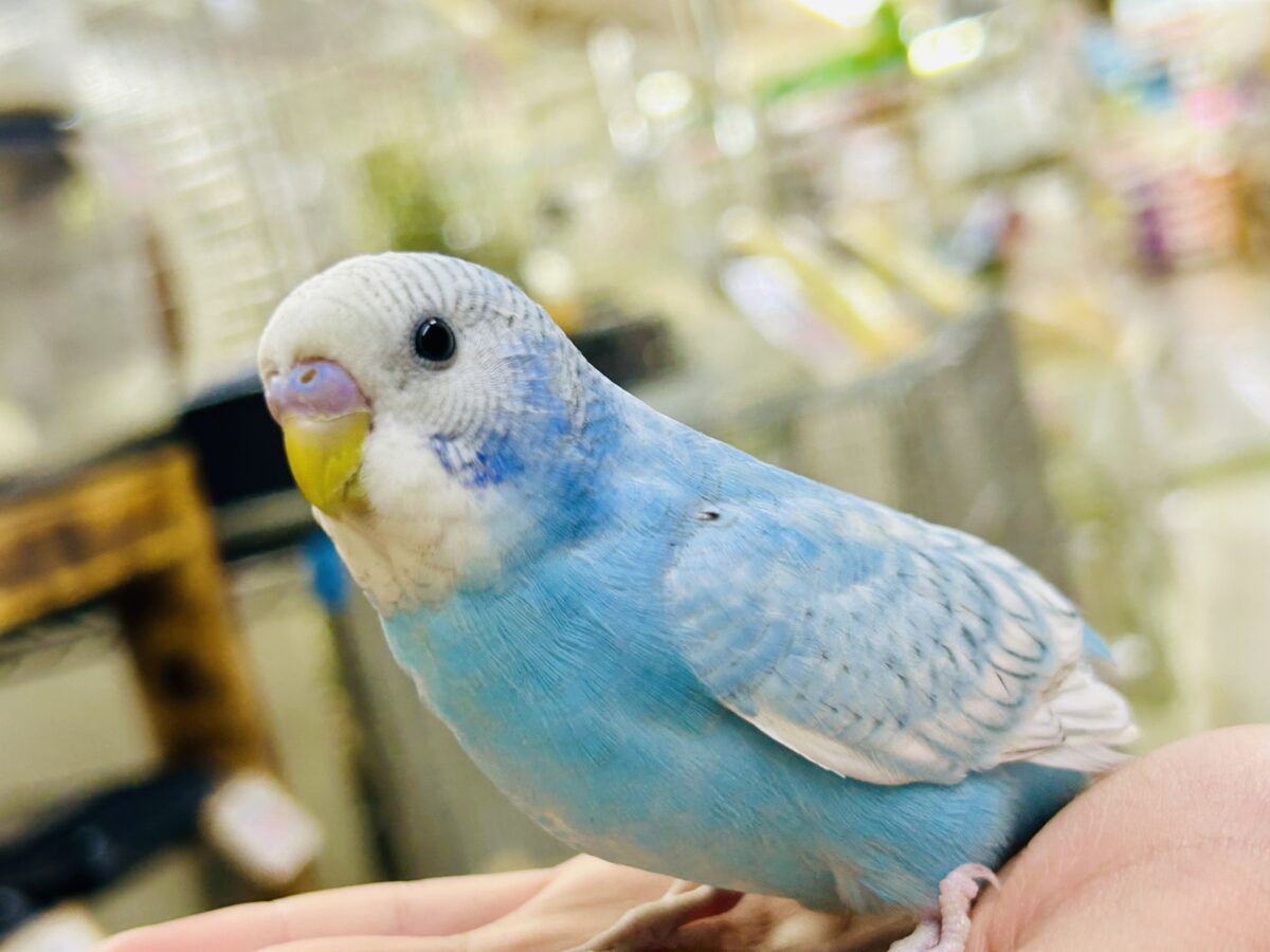 ✨️最新画像✨すかーい満点☀️決めるぜ𝐯𝐢𝐜𝐭𝐨𝐫𝐲❕セキセイインコ(ブルースパングル/2026年6月生まれ) セキセイインコ