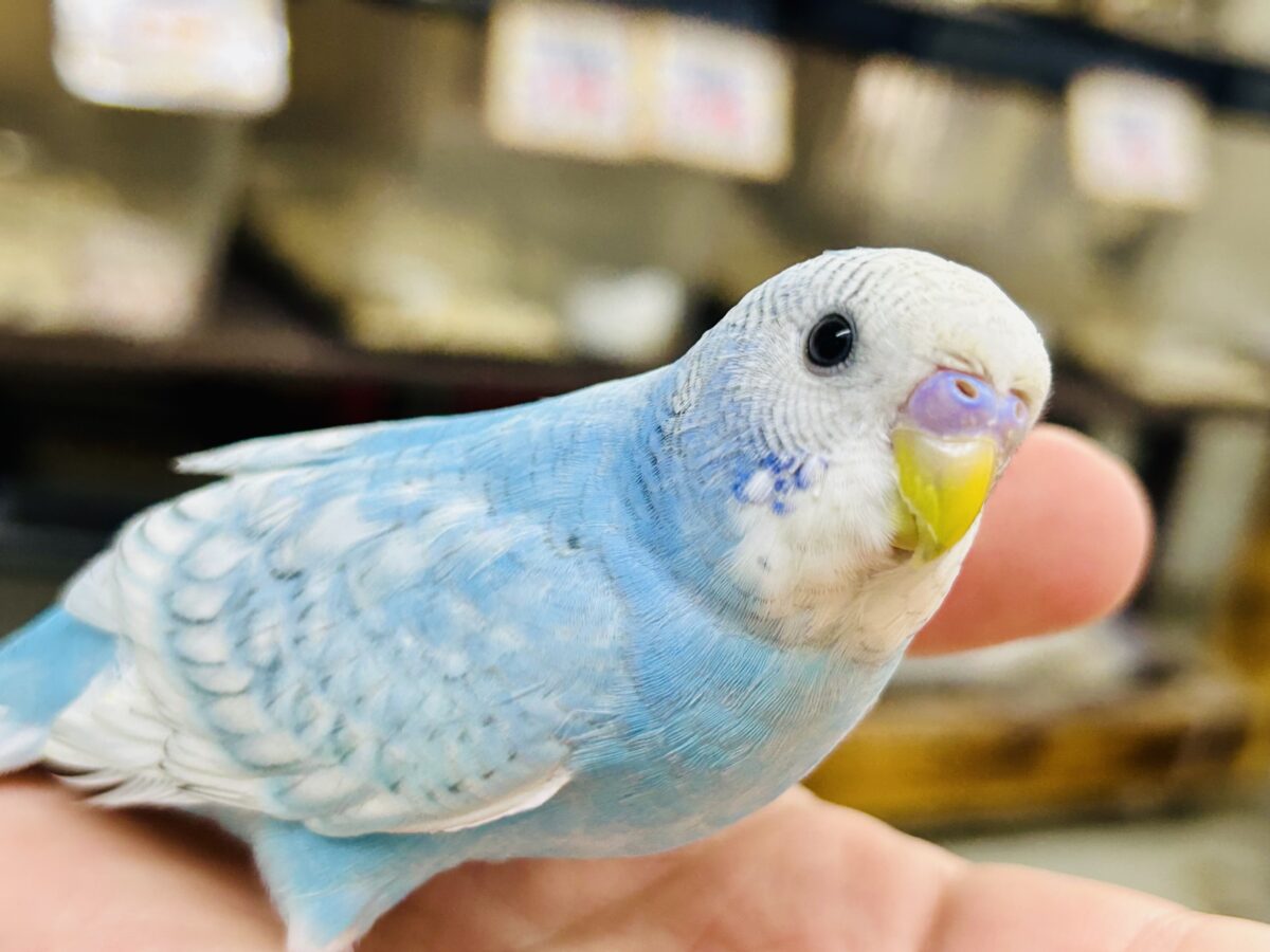 ✨️最新画像✨すかーい満点☀️決めるぜ𝐯𝐢𝐜𝐭𝐨𝐫𝐲❕セキセイインコ(ブルースパングル/2026年6月生まれ) セキセイインコ