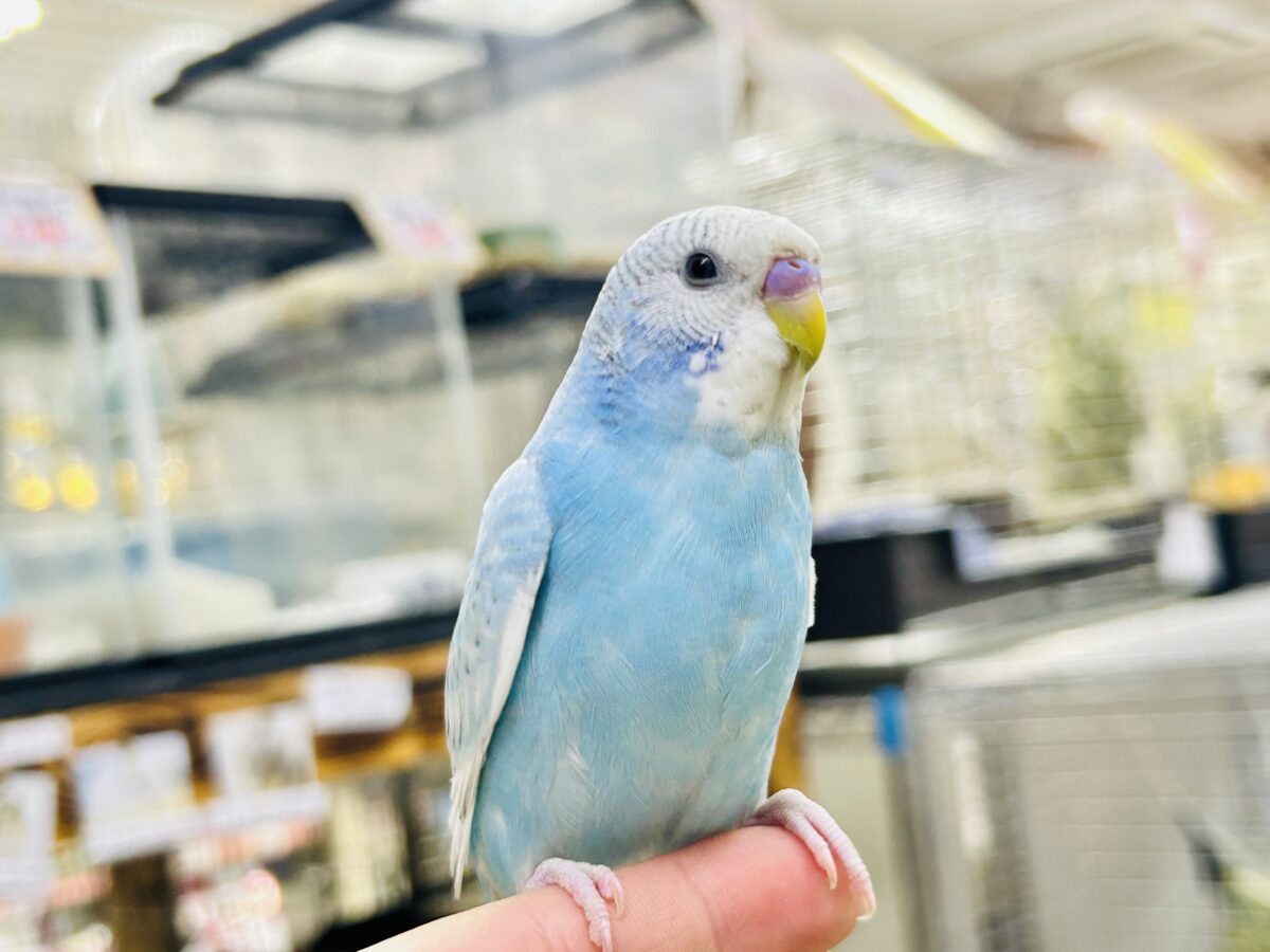 ✨️最新画像✨すかーい満点☀️決めるぜ𝐯𝐢𝐜𝐭𝐨𝐫𝐲❕セキセイインコ(ブルースパングル/2026年6月生まれ) セキセイインコ