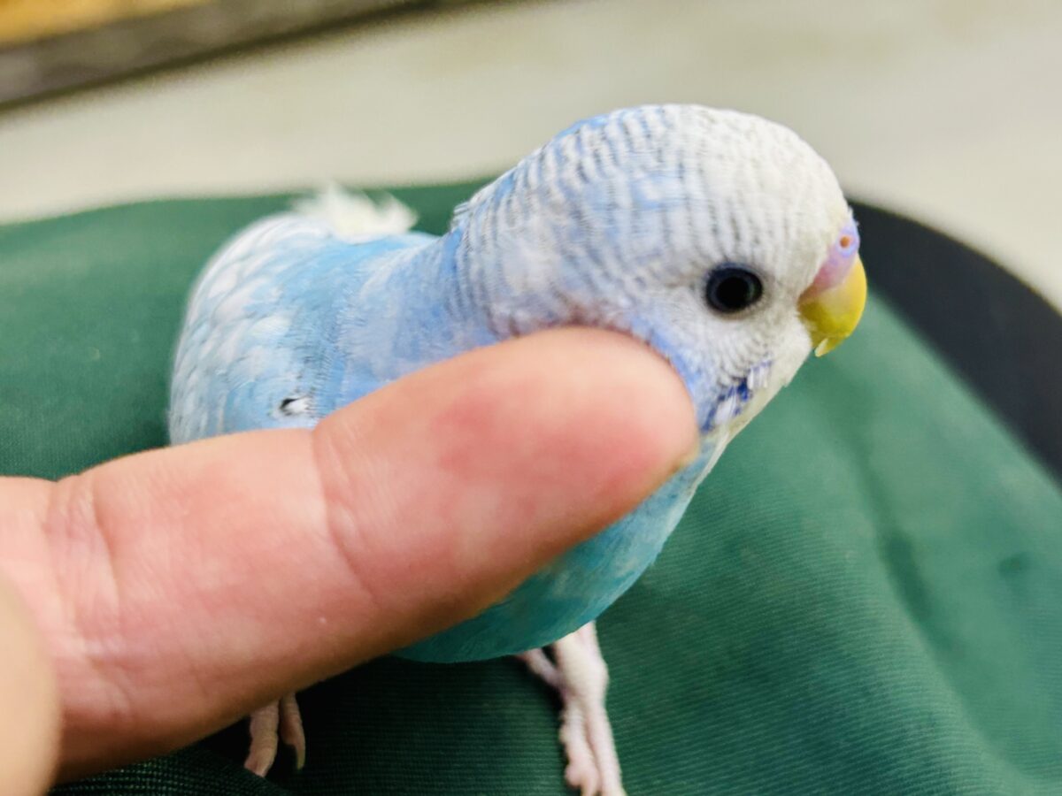 ✨️最新画像✨すかーい満点☀️決めるぜ𝐯𝐢𝐜𝐭𝐨𝐫𝐲❕セキセイインコ(ブルースパングル/2026年6月生まれ) セキセイインコ