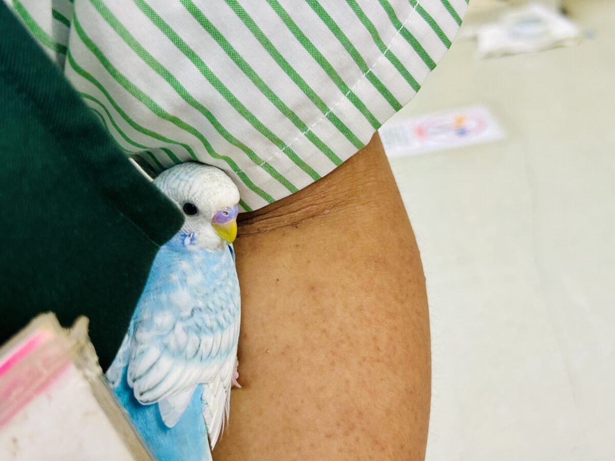 ✨️最新画像✨すかーい満点☀️決めるぜ𝐯𝐢𝐜𝐭𝐨𝐫𝐲❕セキセイインコ(ブルースパングル/2026年6月生まれ) セキセイインコ