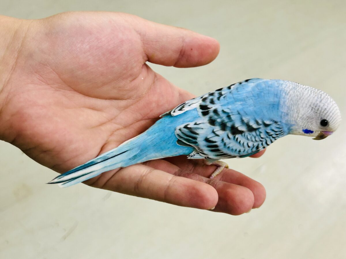 ✨最新画像✨kawaiiを巻き起こす‼️スイスイ団扇🪭💧セキセイインコ(水色オパーリン/2026年7月生まれ) セキセイインコ