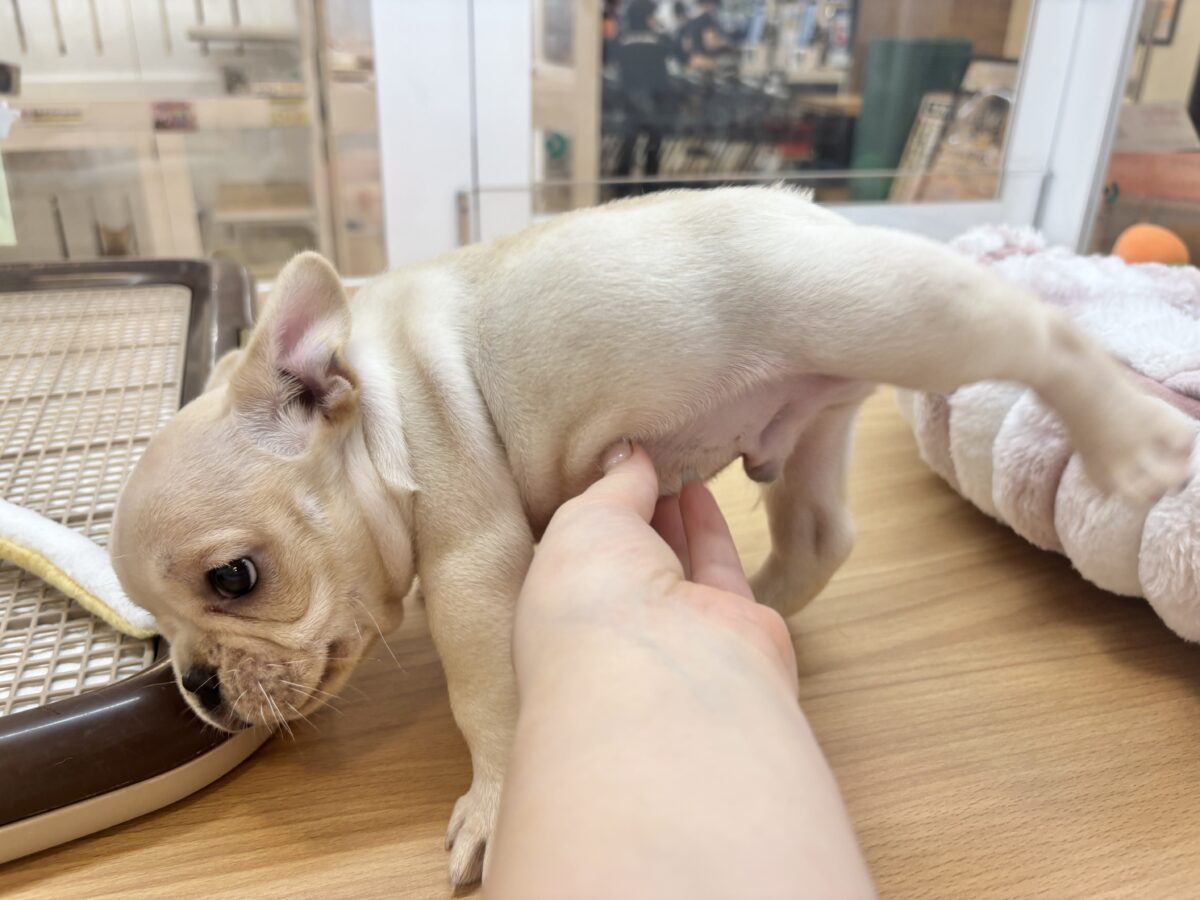 フレンチブルドッグ