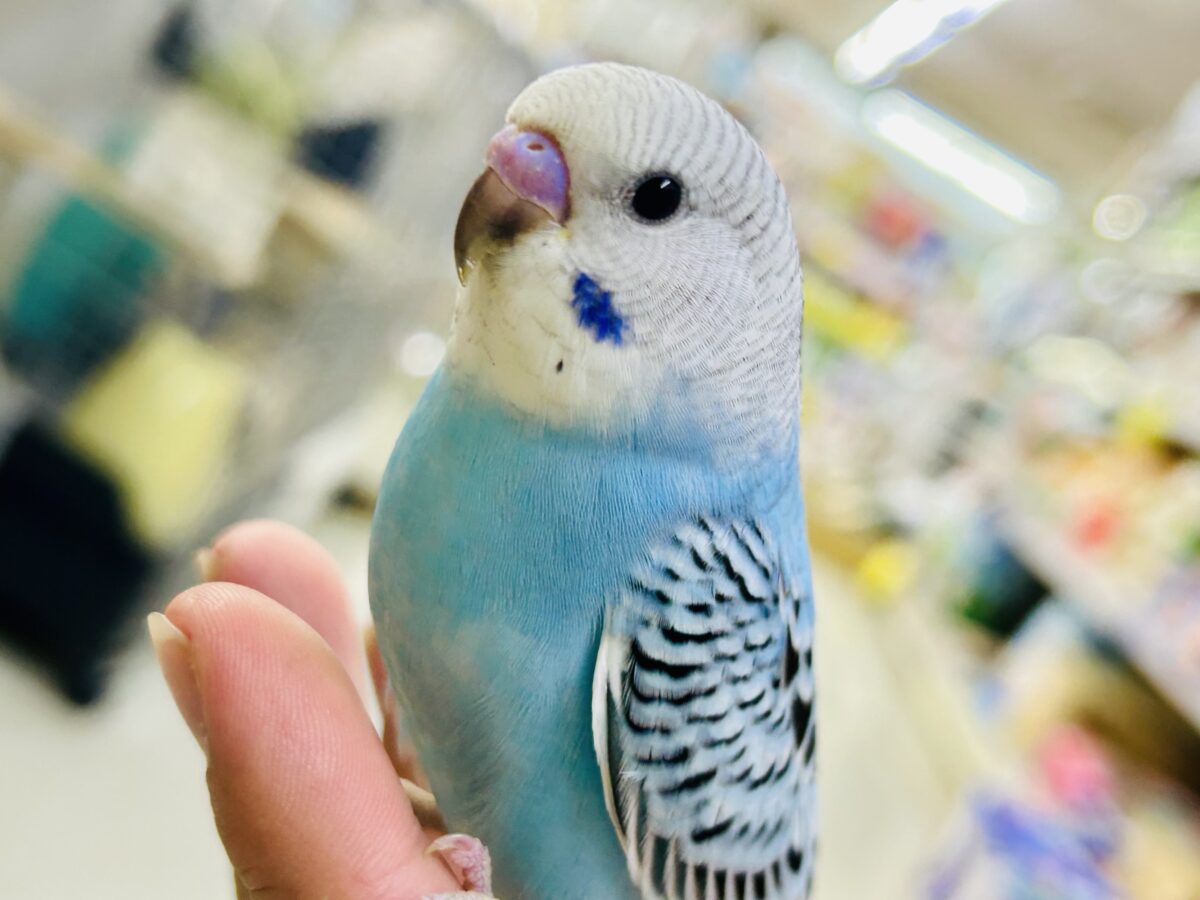 ✨最新画像✨kawaiiを巻き起こす‼️スイスイ団扇🪭💧セキセイインコ(水色オパーリン/2026年7月生まれ) セキセイインコ