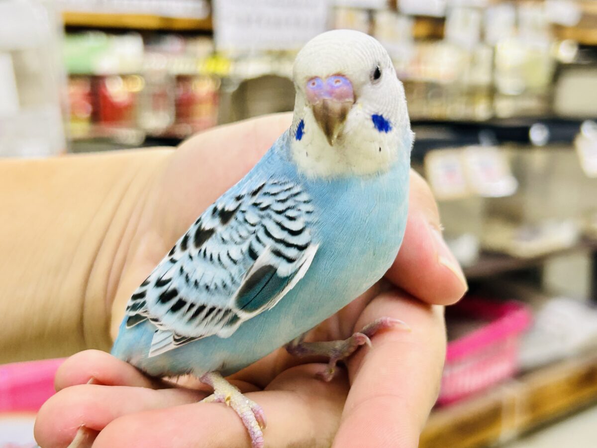 ✨最新画像✨kawaiiを巻き起こす‼️スイスイ団扇🪭💧セキセイインコ(水色オパーリン/2026年7月生まれ) セキセイインコ